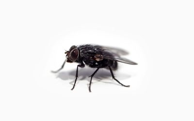 Hur länge lever en fluga?