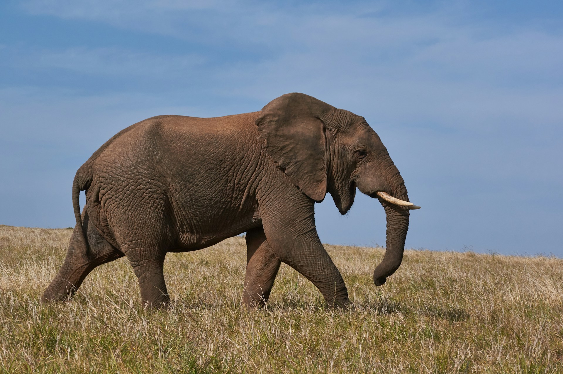 Hur mycket väger en elefant?
